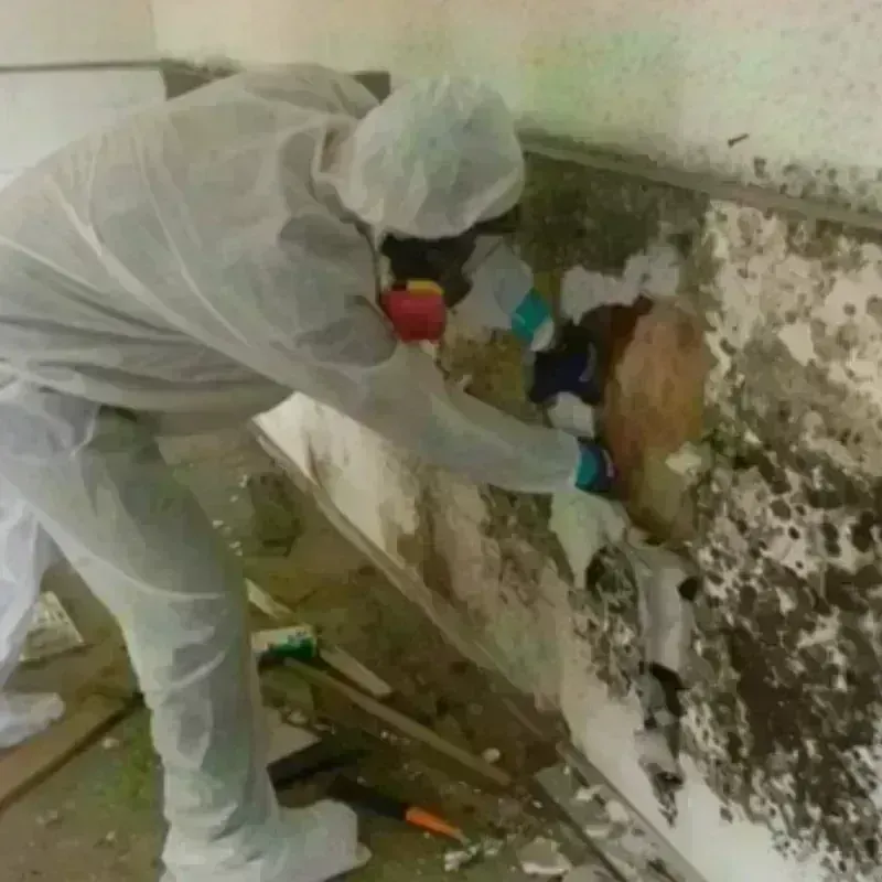 Mold Remediation and Removal in Bylas, AZ